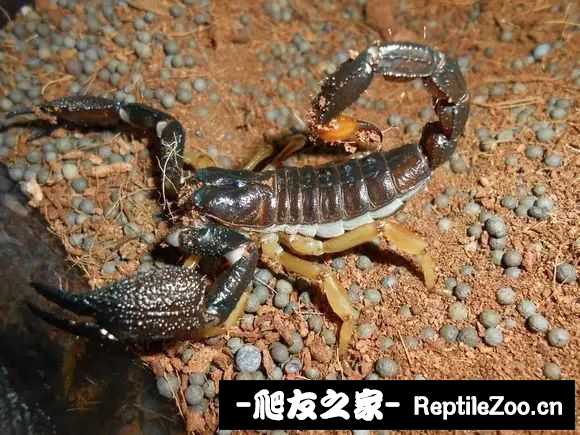 display_picture.php?url=http%3A%2F%2Ftiebapic.baidu.com%2Fforum%2Fw%253D580%2Fsign%3D4145d2931ffa513d51aa6cd60d6c554c%2F8a11032442a7d933185fa33cba4bd11372f00128.jpg