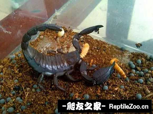 display_picture.php?url=http%3A%2F%2Ftiebapic.baidu.com%2Fforum%2Fw%253D580%2Fsign%3D9be97b8887529822053339cbe7cb7b3b%2F7e4fa764034f78f02afcddbc6e310a55b2191c28.jpg