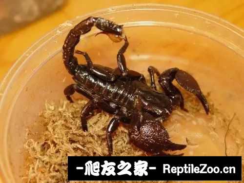 display_picture.php?url=http%3A%2F%2Ftiebapic.baidu.com%2Fforum%2Fw%253D580%2Fsign%3Df25d2b912a6d55fbc5c6762e5d234f40%2F4d37dd43ad4bd113a73af07d4dafa40f4afb0528.jpg