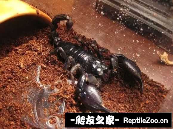 display_picture.php?url=http%3A%2F%2Ftiebapic.baidu.com%2Fforum%2Fw%253D580%2Fsign%3Dac1a857c868fa0ec7fc764051696594a%2Ffe2b92510fb30f248c6dab4cdf95d143ac4b0328.jpg