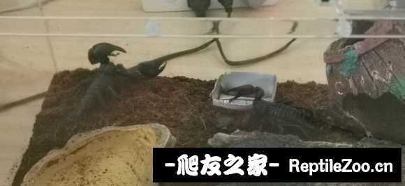 display_picture.php?url=http%3A%2F%2Ftiebapic.baidu.com%2Fforum%2Fw%253D580%2Fsign%3D21bab9b8883df8dca63d8f99fd1072bf%2Fab7fafcc7cd98d10509cbb7e363fb80e7aec9053.jpg