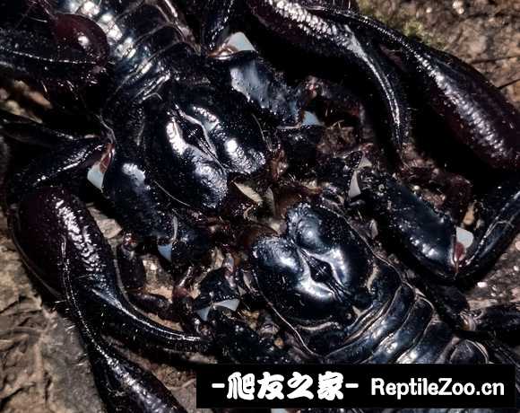 display_picture.php?url=http%3A%2F%2Ftiebapic.baidu.com%2Fforum%2Fw%253D580%2Fsign%3D97bd3a318558d109c4e3a9bae159ccd0%2F509bba003af33a87a3b95955d15c10385143b5cf.jpg