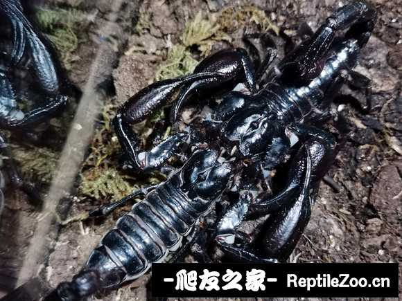 display_picture.php?url=http%3A%2F%2Ftiebapic.baidu.com%2Fforum%2Fw%253D580%2Fsign%3Dfddbeb3bfcf81a4c2632ecc1e72b6029%2F9bb58682b9014a9007eb1ff2be773912b11beecf.jpg