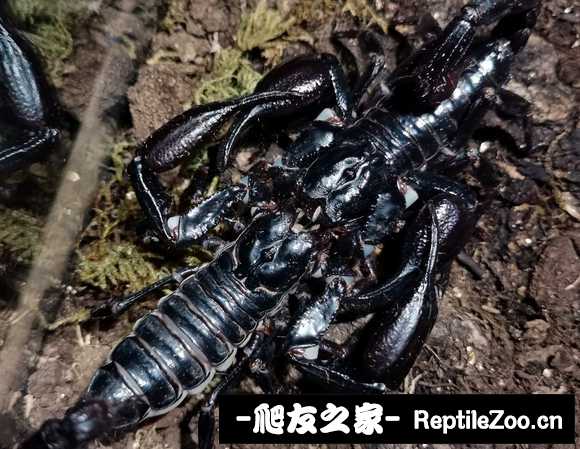 display_picture.php?url=http%3A%2F%2Ftiebapic.baidu.com%2Fforum%2Fw%253D580%2Fsign%3Da9ef71ea1d7b02080cc93fe952d8f25f%2F58665dda81cb39db71143e19c7160924a91830cf.jpg