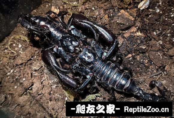 display_picture.php?url=http%3A%2F%2Ftiebapic.baidu.com%2Fforum%2Fw%253D580%2Fsign%3D6d2417f689510fb37819779fe932c893%2Fd9c238a85edf8db140fa252b1e23dd54544e74cf.jpg