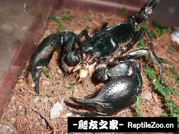 display_picture.php?url=http%3A%2F%2Ftiebapic.baidu.com%2Fforum%2Fw%253D580%2Fsign%3D6a3131697a224f4a5799731b39f69044%2Ff6528e025aafa40f93318992bc64034f79f01928.jpg