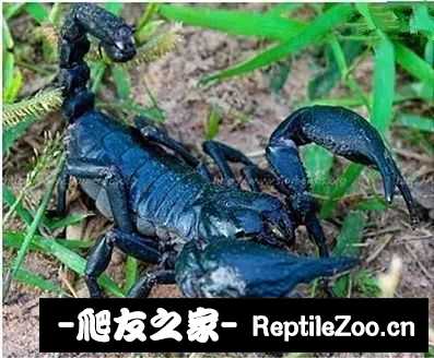 display_picture.php?url=http%3A%2F%2Ftiebapic.baidu.com%2Fforum%2Fw%253D580%2Fsign%3D948052db512309f7e76fad1a420f0c39%2F21ad47fbfbedab64d8850a8fe036afc378311e28.jpg
