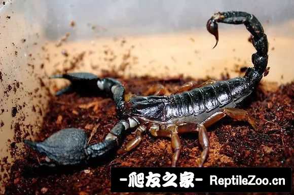 display_picture.php?url=http%3A%2F%2Ftiebapic.baidu.com%2Fforum%2Fw%253D580%2Fsign%3Deba72784a5fb43161a1f7a7210a54642%2F28e9dd1373f082028c65d6705cfbfbedaa641b28.jpg