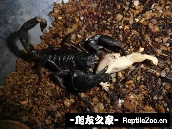 display_picture.php?url=http%3A%2F%2Ftiebapic.baidu.com%2Fforum%2Fw%253D580%2Fsign%3D38c9e3f0b7ec08fa260013af69ef3d4d%2F1bf303b30f2442a716f9baeac643ad4bd0130228.jpg