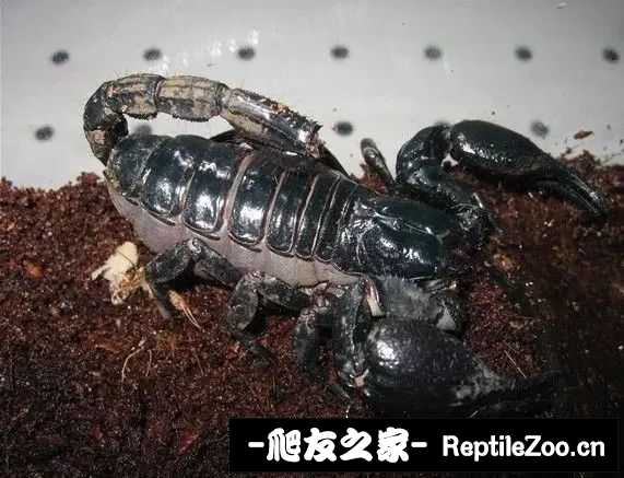 display_picture.php?url=http%3A%2F%2Ftiebapic.baidu.com%2Fforum%2Fw%253D580%2Fsign%3D6226f86c742762d0803ea4b790ed0849%2F51a539fae6cd7b89559b7dcc182442a7d8330e28.jpg