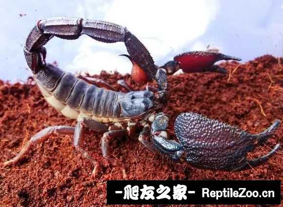 display_picture.php?url=http%3A%2F%2Ftiebapic.baidu.com%2Fforum%2Fw%253D580%2Fsign%3Dfc6e345c1ef79052ef1f47363cf2d738%2Fce59f7edab64034fa43a8549b8c379310b551d28.jpg