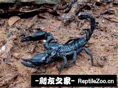 display_picture.php?url=http%3A%2F%2Ftiebapic.baidu.com%2Fforum%2Fw%253D580%2Fsign%3D8231c08454166d223877159c76220945%2F54b17ff082025aaf73c53984ecedab64024f1a28.jpg