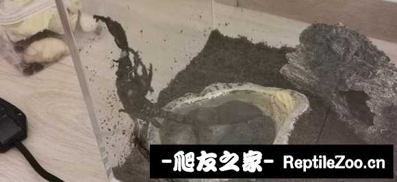display_picture.php?url=http%3A%2F%2Ftiebapic.baidu.com%2Fforum%2Fw%253D580%2Fsign%3D245cb86d16e9390156028d364bed54f9%2Fd49f2a9759ee3d6d0d7e878654166d224e4ade61.jpg