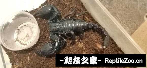 display_picture.php?url=http%3A%2F%2Ftiebapic.baidu.com%2Fforum%2Fw%253D580%2Fsign%3D5ecbec2ba419ebc4c0787691b227cf79%2F23bca4d3fd1f4134b0f0d630321f95cad3c85edf.jpg