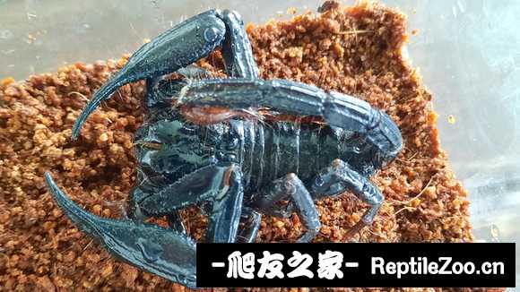 display_picture.php?url=http%3A%2F%2Ftiebapic.baidu.com%2Fforum%2Fw%253D580%2Fsign%3Dfe51b8a19ab1cb133e693c1bed5556da%2Fb1390f3b5bb5c9eadf37d0adc239b60038f3b3df.jpg