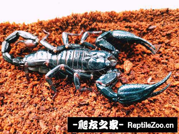 display_picture.php?url=http%3A%2F%2Ftiebapic.baidu.com%2Fforum%2Fw%253D580%2Fsign%3Dffbd0d860d4c510faec4e21250582528%2F0f20b5014a90f6030b744f092e12b31bb251eddf.jpg