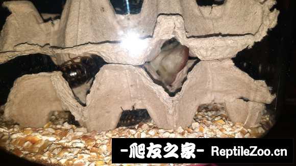 display_picture.php?url=http%3A%2F%2Ftiebapic.baidu.com%2Fforum%2Fw%253D580%2Fsign%3Dd62250808e25bc312b5d01906ede8de7%2F52886c59252dd42ad3e384e5143b5bb5c8eab83d.jpg