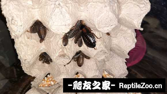 display_picture.php?url=http%3A%2F%2Ftiebapic.baidu.com%2Fforum%2Fw%253D580%2Fsign%3De7757b9161094b36db921be593cd7c00%2F0fb16f2762d0f703475710921ffa513d2797c53e.jpg