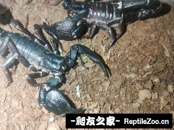 display_picture.php?url=http%3A%2F%2Ftiebapic.baidu.com%2Fforum%2Fw%253D580%2Fsign%3D528267ce5ded2e73fce98624b700a16d%2F48b37e8b4710b912ac047eb4d4fdfc03904522d1.jpg
