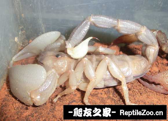 display_picture.php?url=http%3A%2F%2Ftiebapic.baidu.com%2Fforum%2Fw%253D580%2Fsign%3D362fd2952e01213fcf334ed464e636f8%2Fa33555ee3d6d55fb09c4906a7a224f4a21a4dd9b.jpg
