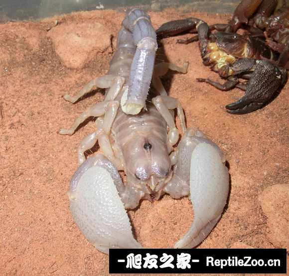 display_picture.php?url=http%3A%2F%2Ftiebapic.baidu.com%2Fforum%2Fw%253D580%2Fsign%3Df6c261cbc7a20cf44690fed746084b0c%2F77715b2c11dfa9ec2553b05b75d0f703908fc1a4.jpg
