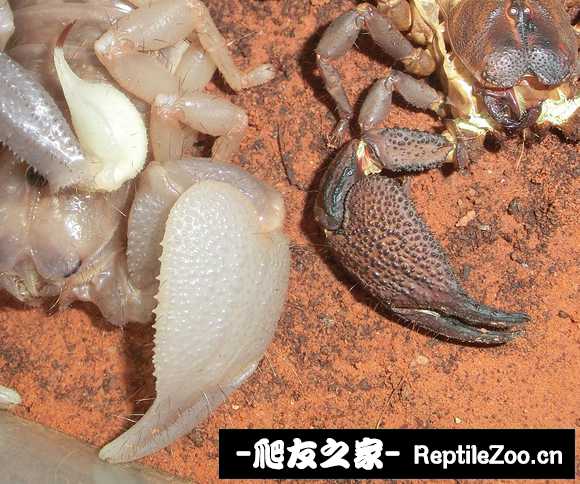 display_picture.php?url=http%3A%2F%2Ftiebapic.baidu.com%2Fforum%2Fw%253D580%2Fsign%3D39c14a59ab315c6043956be7bdb0cbe6%2Fe5fb292dd42a2834eda4d0474cb5c9ea14cebf9b.jpg