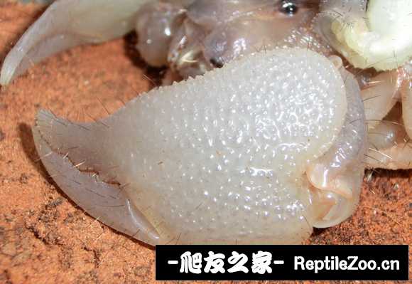 display_picture.php?url=http%3A%2F%2Ftiebapic.baidu.com%2Fforum%2Fw%253D580%2Fsign%3D431a6f4d4b6034a829e2b889fb1249d9%2Fa08fd82a2834349bd90488c9deea15ce37d3be9b.jpg