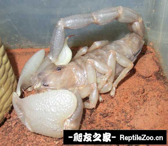 display_picture.php?url=http%3A%2F%2Ftiebapic.baidu.com%2Fforum%2Fw%253D580%2Fsign%3De71da1721bf3d7ca0cf63f7ec21ebe3c%2Ffd52fb36afc37931756a6065fcc4b74542a9119a.jpg