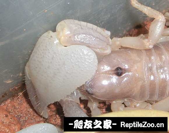 display_picture.php?url=http%3A%2F%2Ftiebapic.baidu.com%2Fforum%2Fw%253D580%2Fsign%3D3575f3d8512309f7e76fad1a420f0c39%2F21ad47fbfbedab647970ab8ce036afc378311e9a.jpg