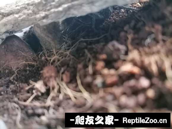 display_picture.php?url=http%3A%2F%2Ftiebapic.baidu.com%2Fforum%2Fw%253D580%2Fsign%3D45ce5687463d26972ed3085565fab24f%2F8a864ea7d933c8953461f336c61373f083020086.jpg