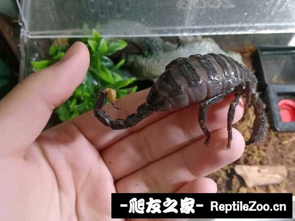 display_picture.php?url=http%3A%2F%2Ftiebapic.baidu.com%2Fforum%2Fw%253D580%2Fsign%3D85f0ce5bd8fc1e17fdbf8c397a91f67c%2Fb5ec291f95cad1c861df856a683e6709c83d51bd.jpg