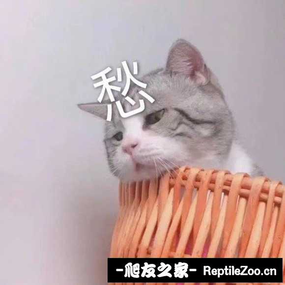 display_picture.php?url=http%3A%2F%2Ftiebapic.baidu.com%2Fforum%2Fw%253D580%2Fsign%3D9bae83bda38f8c54e3d3c5270a282dee%2Feec200338744ebf82eb3216ccef9d72a6259a7c1.jpg