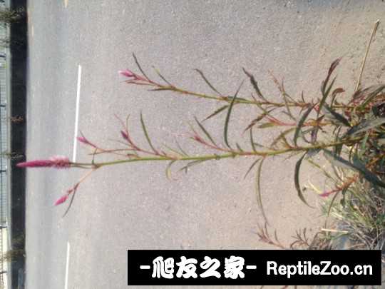 135619atnwulcukybpgasa.jpg