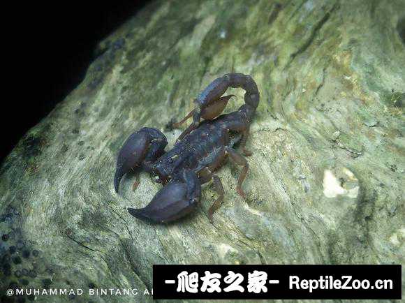 display_picture.php?url=http%3A%2F%2Ftiebapic.baidu.com%2Fforum%2Fw%253D580%2Fsign%3Dd28529d80f90f60304b09c4f0913b370%2F2224c5177f3e6709913ae0167ec79f3df9dc5547.jpg