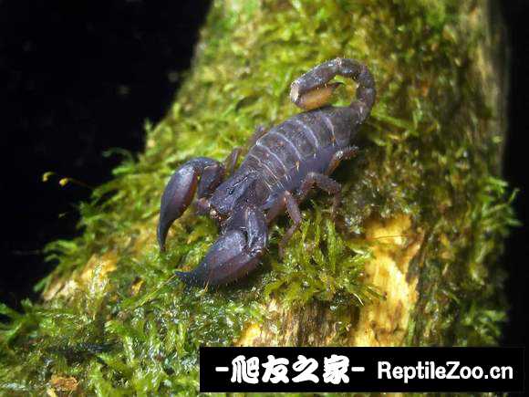 display_picture.php?url=http%3A%2F%2Ftiebapic.baidu.com%2Fforum%2Fw%253D580%2Fsign%3D0ab8557395025aafd3327ec3cbecab8d%2F54abbfde9c82d15817144a02970a19d8bd3e4215.jpg