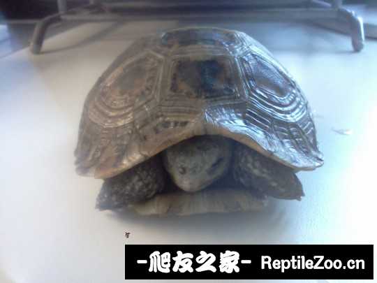 135948szl6lmwz64l4ol4j.jpg