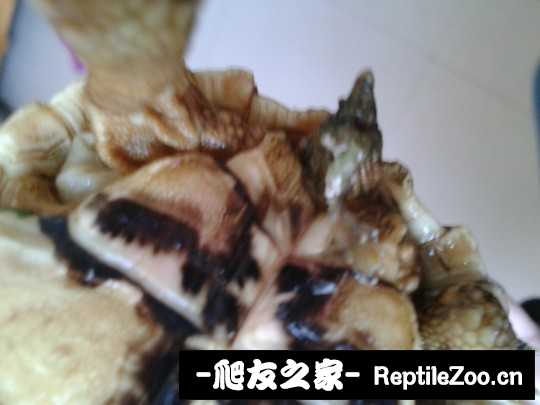 135957xgz11urifovrqg4i.jpg