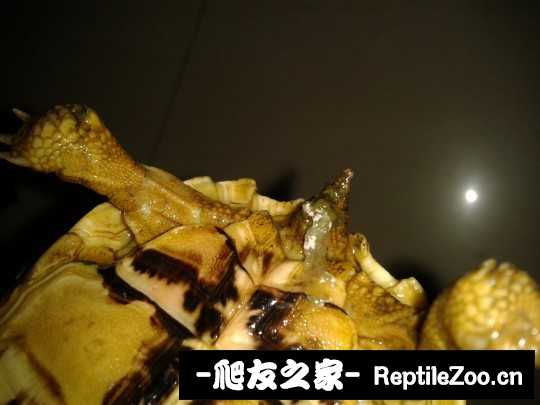 135959c7dg3qsqgqtw70q3.jpg