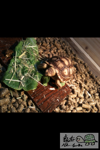 141013c5bdxwb5flvsnb2d.png