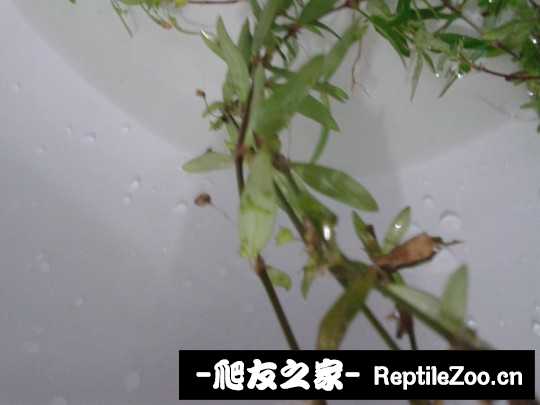 141302kq6hq1f3h1qfggck.jpg