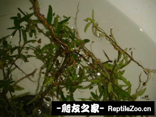 141303sxscvrmgeccazce9.jpg