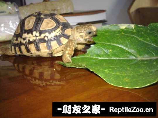 141423cfco6oaejdguo9ic.jpg