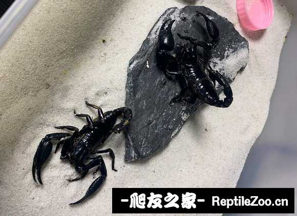 display_picture.php?url=http%3A%2F%2Ftiebapic.baidu.com%2Fforum%2Fw%253D580%2Fsign%3D2e9e46ca37a446237ecaa56aa8237246%2Fdf0da80f4bfbfbede8d80acf6ff0f736aec31f1a.jpg