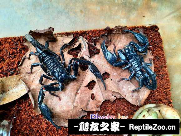 display_picture.php?url=http%3A%2F%2Ftiebapic.baidu.com%2Fforum%2Fw%253D580%2Fsign%3D0b52f99f2d292df597c3ac1d8c305ce2%2F9fee5d0fd9f9d72affe52cadc32a2834359bbb1b.jpg