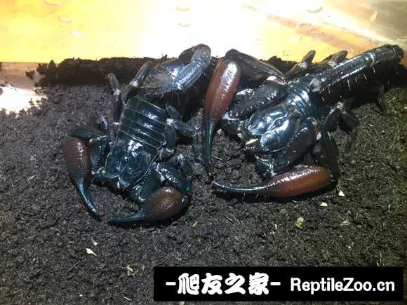 display_picture.php?url=http%3A%2F%2Ftiebapic.baidu.com%2Fforum%2Fw%253D580%2Fsign%3Db261884b2edbb6fd255be52e3925aba6%2F2af3ffdeb48f8c547755f99f2d292df5e1fe7f1a.jpg