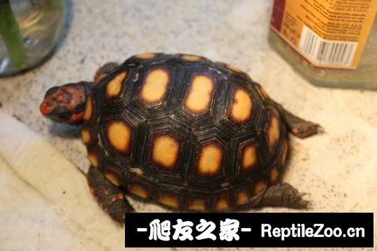 141552xn5a50m64248harq.jpg