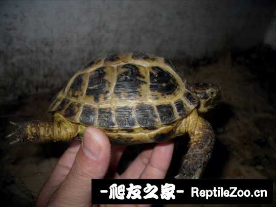 141657i8ggvrkzncxgvrvo.jpg