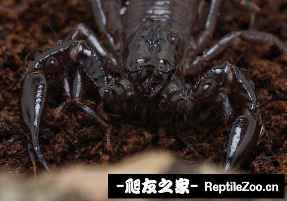 display_picture.php?url=http%3A%2F%2Ftiebapic.baidu.com%2Fforum%2Fw%253D580%2Fsign%3D9112c717dd8065387beaa41ba7dda115%2F2ca340086e061d95087a75616cf40ad163d9cac9.jpg