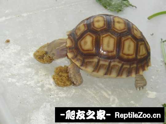 143527sulfbaombki7myyb.jpg