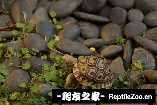 144132eql0fsfyads300yi.jpg